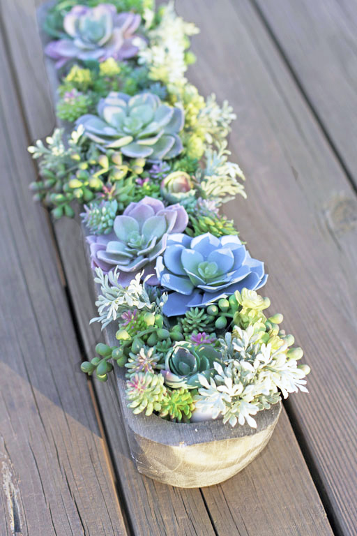 Browse Succulents by Genus - World of Succulents