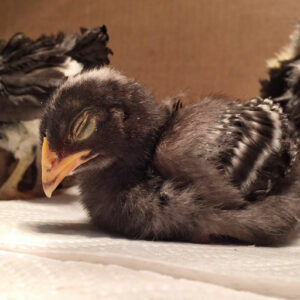 Raising Baby Chicks - Ashley Hackshaw / Lil Blue Boo