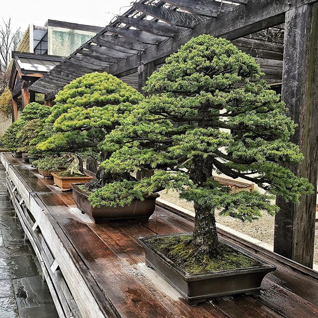 Bonsai tree, nearly 400 years old, survived Hiroshima and is still  flourishing in D.C.