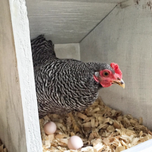 Tiny Bantam Eggs - Ashley Hackshaw / Lil Blue Boo