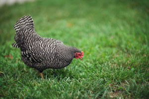 A Humanite Photo Shoot with the Chickens - Bryson City