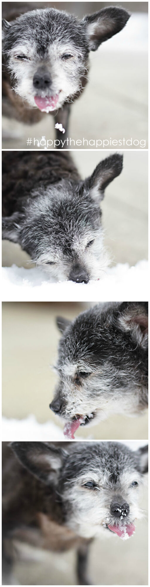 Happy Happily Eating Snow - Happy the Happiest Dog - Senior Rescue - Dog Adoption